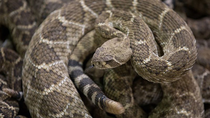 California woman found a swarm of 90 snakes inside her house