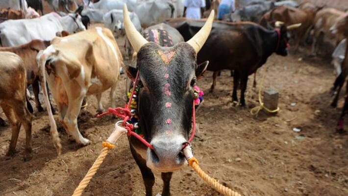 Pragya Singh Thakur against MP government decision to Bull Castration Pragya Singh Thakur against MP government decision to Bull Castration