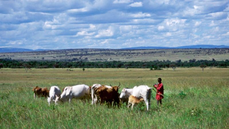 Kenya Maasai community like to drink cow blood