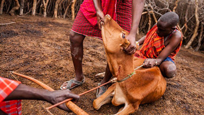 Kenya Maasai community like to drink cow blood