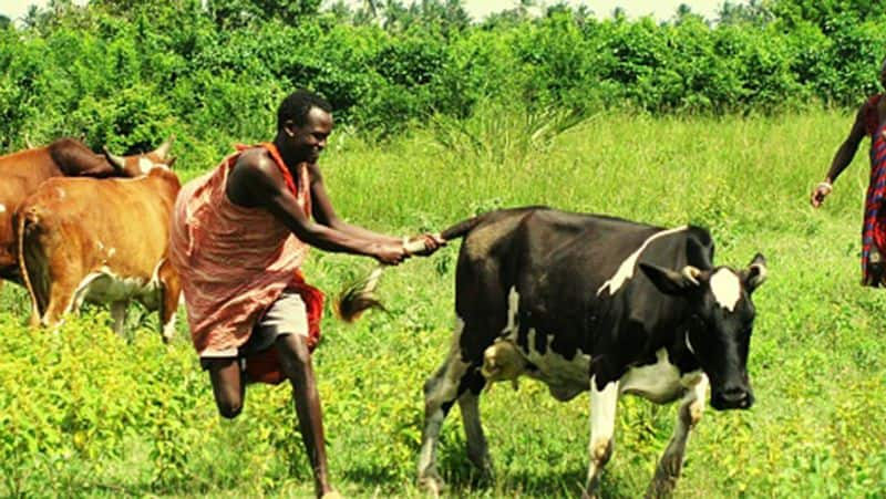 Kenya Maasai community like to drink cow blood