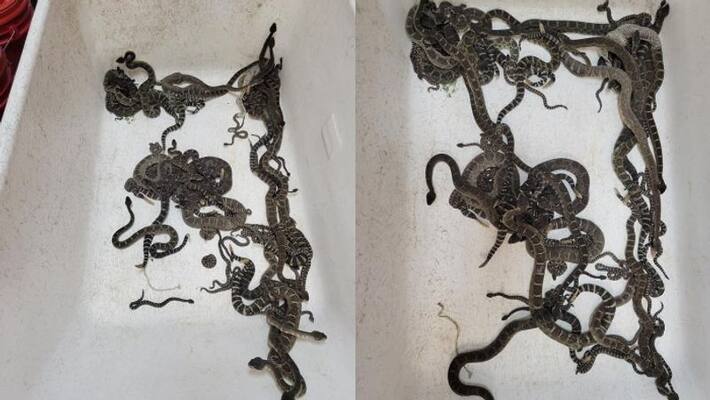 More than 90 snakes found under home More than 90 snakes found under home