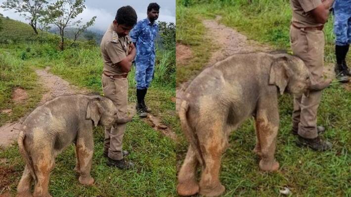Baby elephant hugs forest officer pic goes viral Baby elephant hugs forest officer pic goes viral