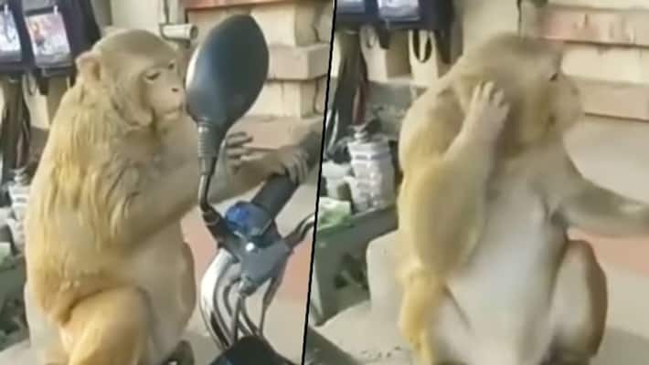 Monkey checks out itself in bike's mirror; his funny act will make your day - gps Monkey checks out itself in bike's mirror; his funny act will make your day - gps