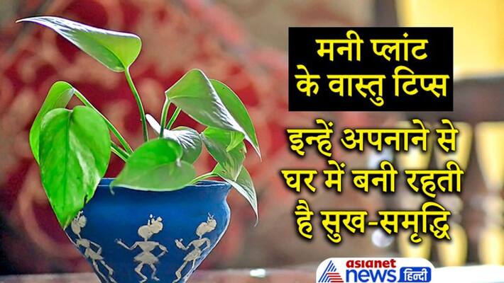 Astrology keep these things in mind while planting money plant at home Astrology keep these things in mind while planting money plant at home