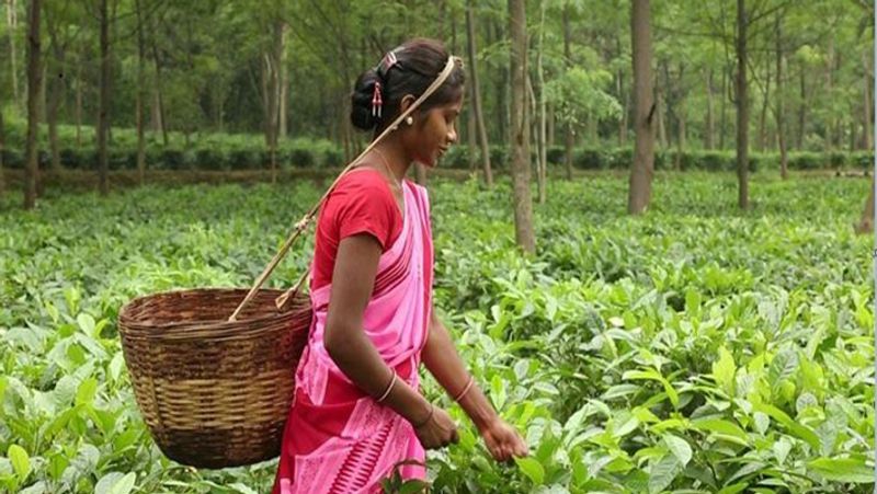 Now this state of central India will have tea-coffee cultivation Tea Coffee Board will be formed