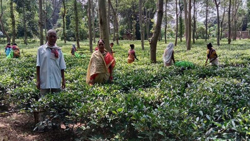 Now this state of central India will have tea-coffee cultivation Tea Coffee Board will be formed