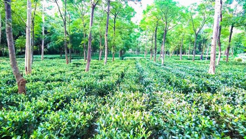 Now this state of central India will have tea-coffee cultivation Tea Coffee Board will be formed