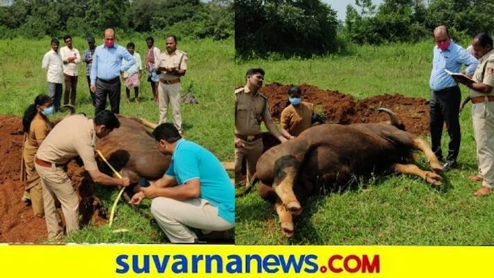 Wild buffalo Dies From Electrocution in shivamogga snr Wild buffalo Dies From Electrocution in shivamogga snr