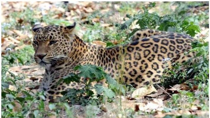Leopard Kills 16 Year Old Girl In Madhya Pradesh Forest Official Leopard Kills 16 Year Old Girl In Madhya Pradesh Forest Official