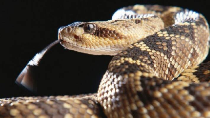 us woman finds more than 90 rattlesnakes in her home bsm us woman finds more than 90 rattlesnakes in her home bsm