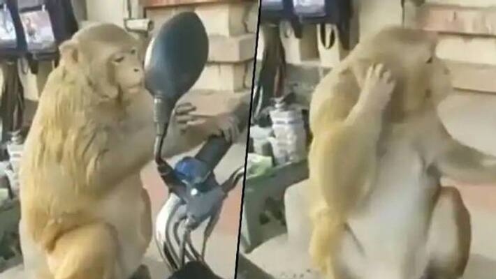 monkey confused about reflection in mirror monkey confused about reflection in mirror