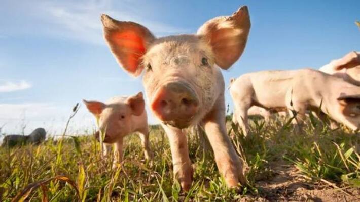 Schiphol Airport recruits pigs to scare away birds Schiphol Airport recruits pigs to scare away birds