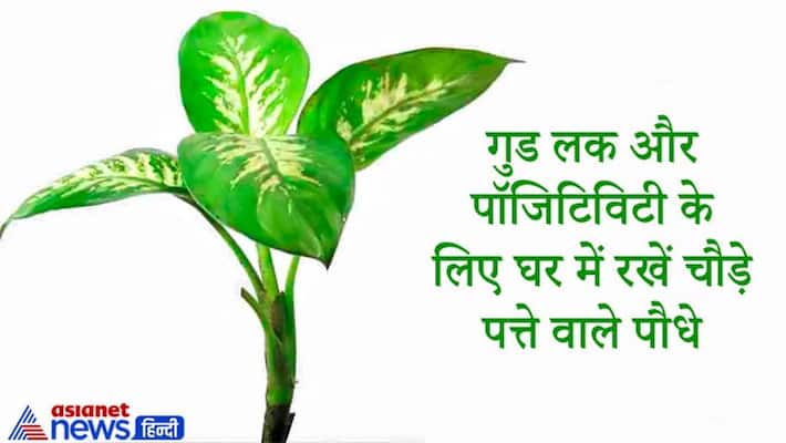 Feng Shui, keep plants with broader leaves for good luck and positivity Feng Shui, keep plants with broader leaves for good luck and positivity