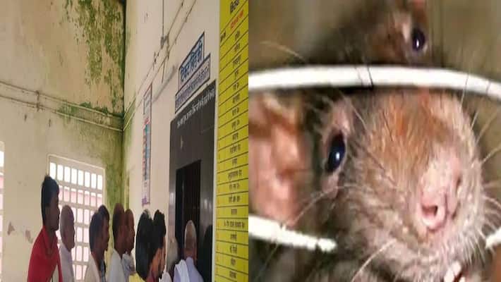 bihar rats cut computer wires at railway station, ticket counters stopped in aurangabad bihar rats cut computer wires at railway station, ticket counters stopped in aurangabad
