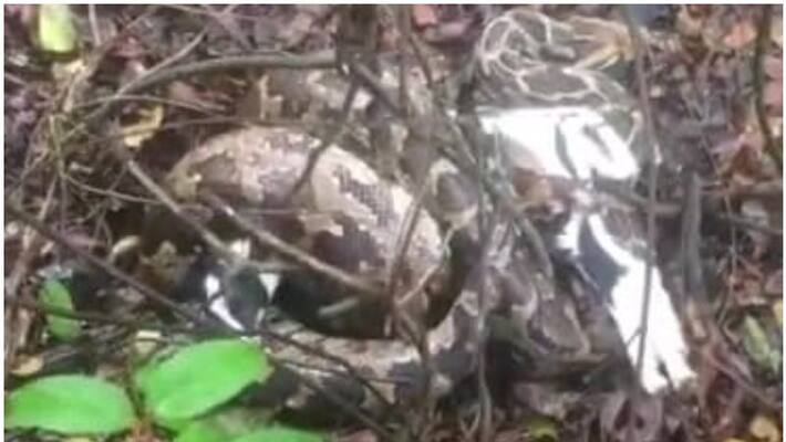 locals catch python while eating goat locals catch python while eating goat
