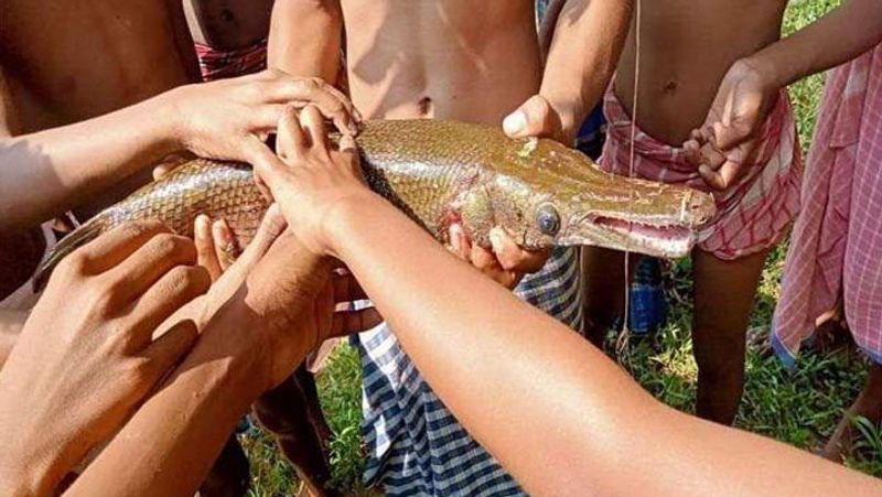 Strange Amazing Fish Like Crocodile in Govindpur Area of Dhanbad in Jharkhand