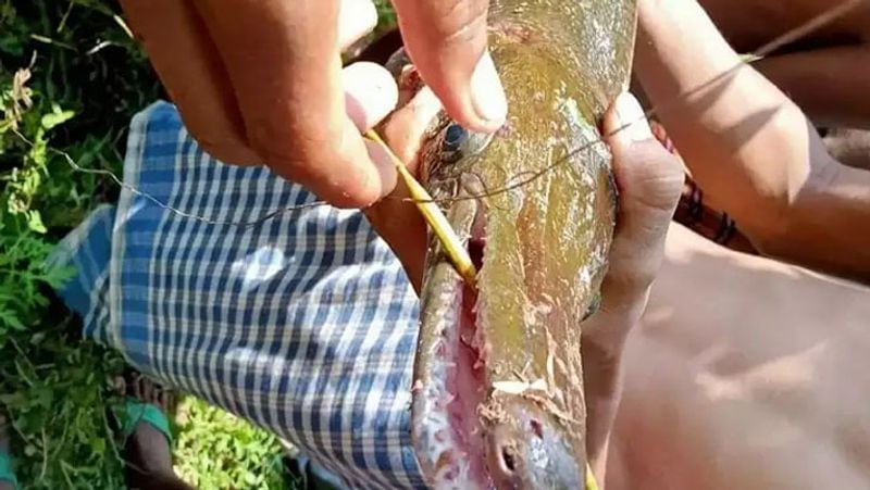 Strange Amazing Fish Like Crocodile in Govindpur Area of Dhanbad in Jharkhand
