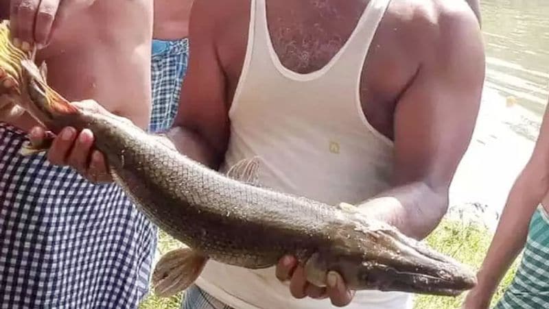 Strange Amazing Fish Like Crocodile in Govindpur Area of Dhanbad in Jharkhand