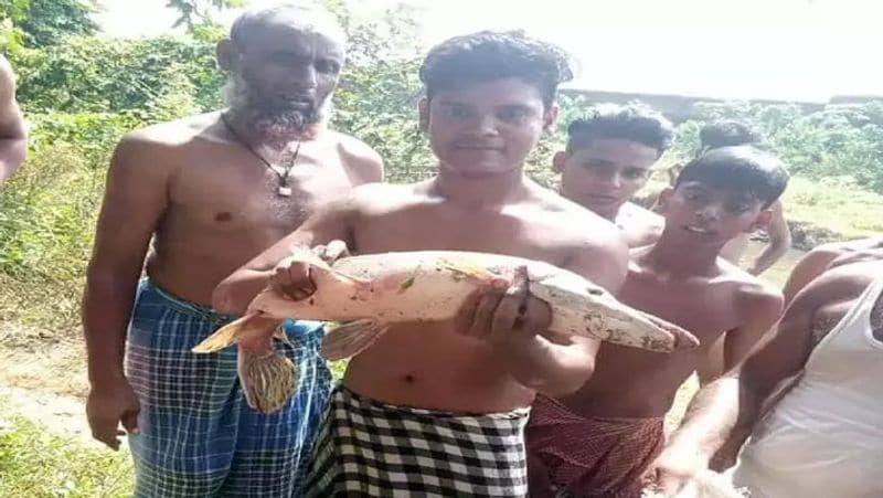 Strange Amazing Fish Like Crocodile in Govindpur Area of Dhanbad in Jharkhand