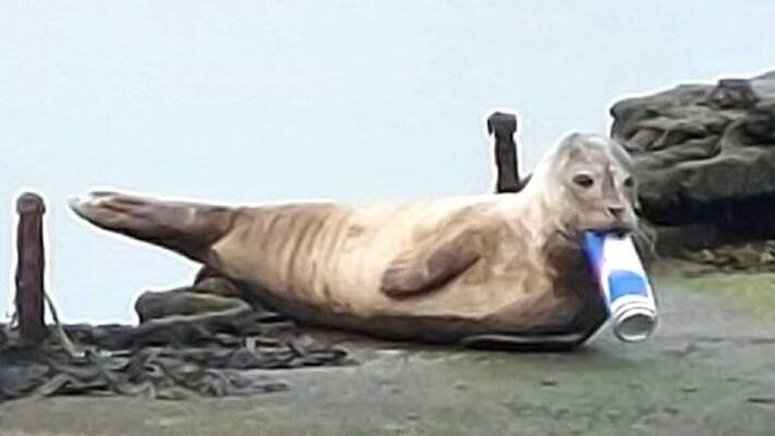police rescued seal from tin police rescued seal from tin