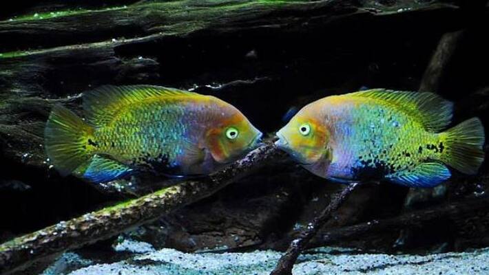 Mexican fishs loud sex could deafen dolphins Mexican fishs loud sex could deafen dolphins