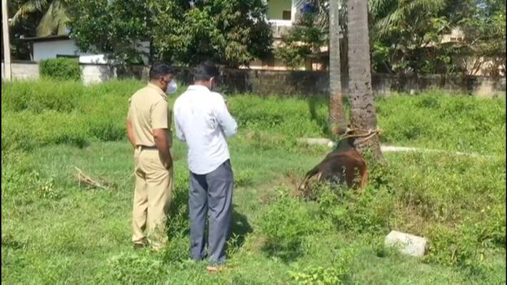 cow killed unnatural torture by man cow killed unnatural torture by man