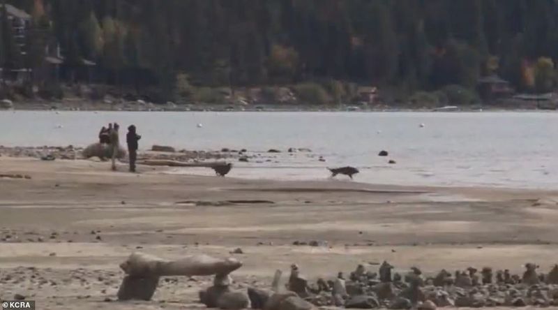 Indications that climate change is extreme at Tahoe Lake