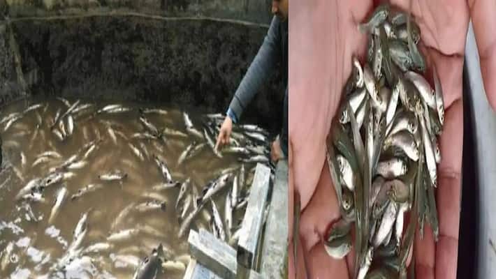 uttar pradesh, fish fell from sky during rain in bhadohi uttar pradesh, fish fell from sky during rain in bhadohi