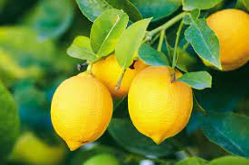 have proper quantity of lemon to be fit and fine bjc