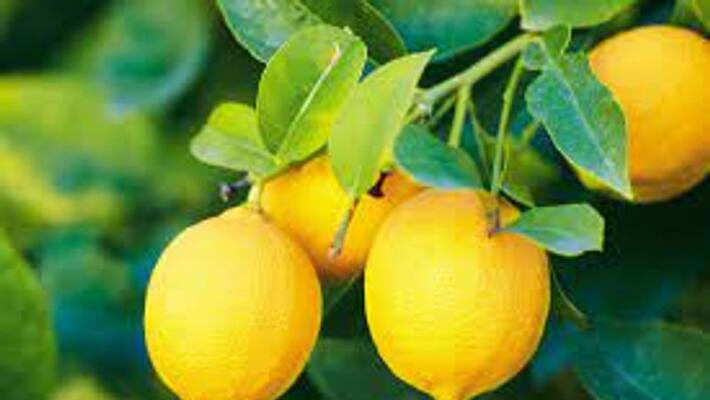 Benefits Of Drinking Boiled Lemon Leaves Water Benefits Of Drinking Boiled Lemon Leaves Water