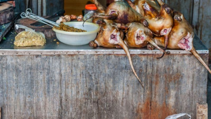 Indonesia dog meat images reveal true horror of trade