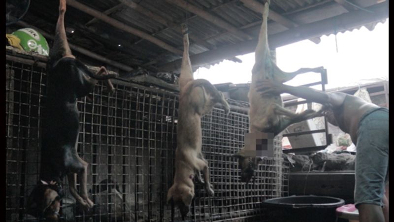 Indonesia dog meat images reveal true horror of trade