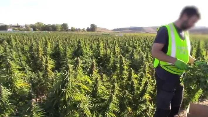largest plantation of marijuana seized in spain largest plantation of marijuana seized in spain