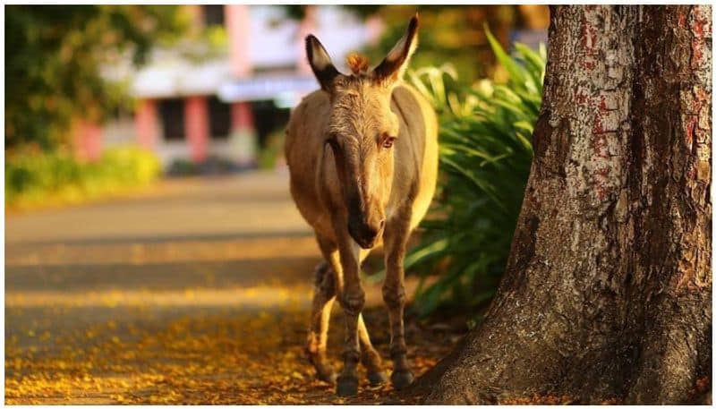 story of a donkey at Mannuthi Veterinary College kerala