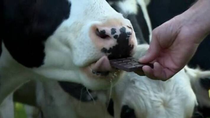 chocolate for cattle to improve milk production new study chocolate for cattle to improve milk production new study