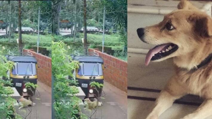 auto driver arrested for murdering dog in kozhikode auto driver arrested for murdering dog in kozhikode