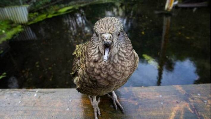 parrot with broken beak finds a new way to survive parrot with broken beak finds a new way to survive