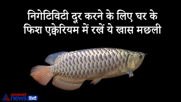Vastu Tips, keep arowana fish in aquarium in home, this will help in removing negativity Vastu Tips, keep arowana fish in aquarium in home, this will help in removing negativity