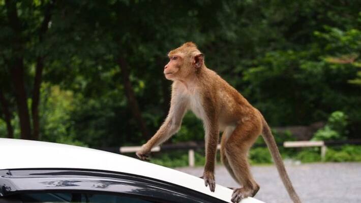 The monkey stole Rs 1 lakh from an auto parked during a traffic jam The monkey stole Rs 1 lakh from an auto parked during a traffic jam