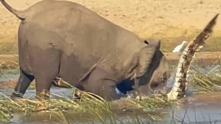 mother elephant killed crocodile mother elephant killed crocodile