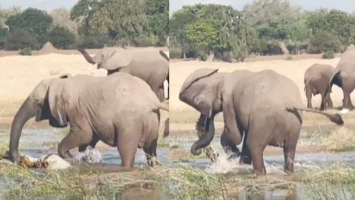 elephant and crocodile fight video viral on social media elephant and crocodile fight video viral on social media