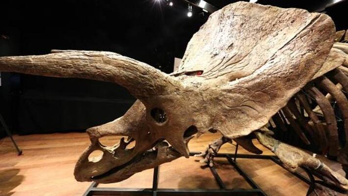 triceratops skeleton sold at auction triceratops skeleton sold at auction