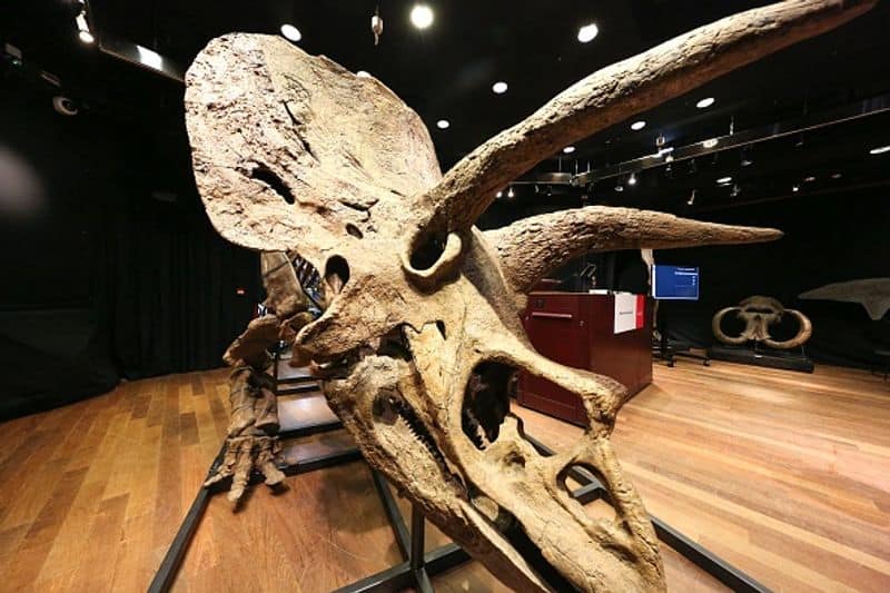 triceratops skeleton sold at auction