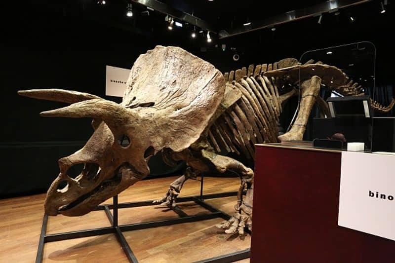 triceratops skeleton sold at auction