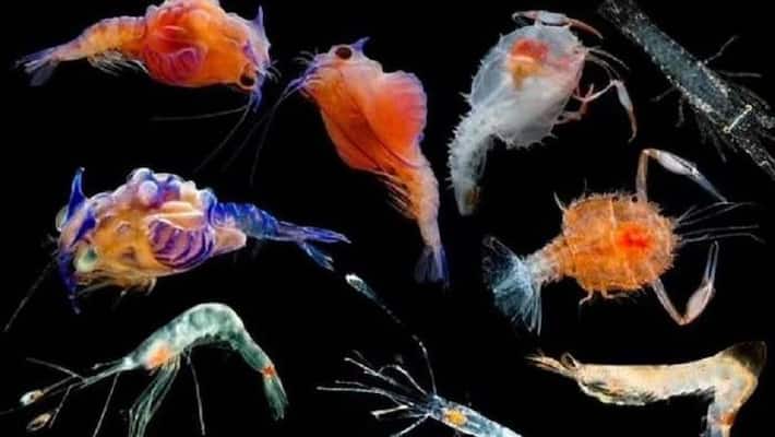 14 different species of larvae found at Gulf of Mexico 14 different species of larvae found at Gulf of Mexico