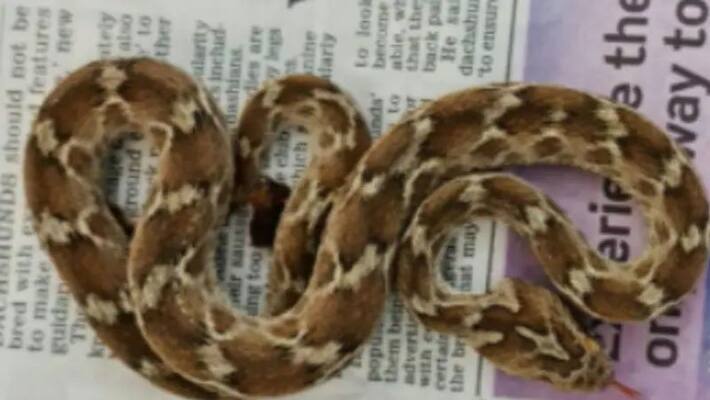 UK officials told that dangerous snake found in shipping container of India UK officials told that dangerous snake found in shipping container of India