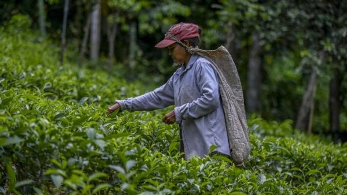 Sri Lanka lifts ban on organic farming policy and fertilizers Sri Lanka lifts ban on organic farming policy and fertilizers
