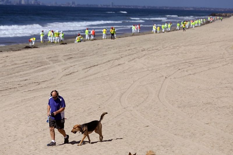if put pets on vegetarian diet owners face jail and 20000 pound