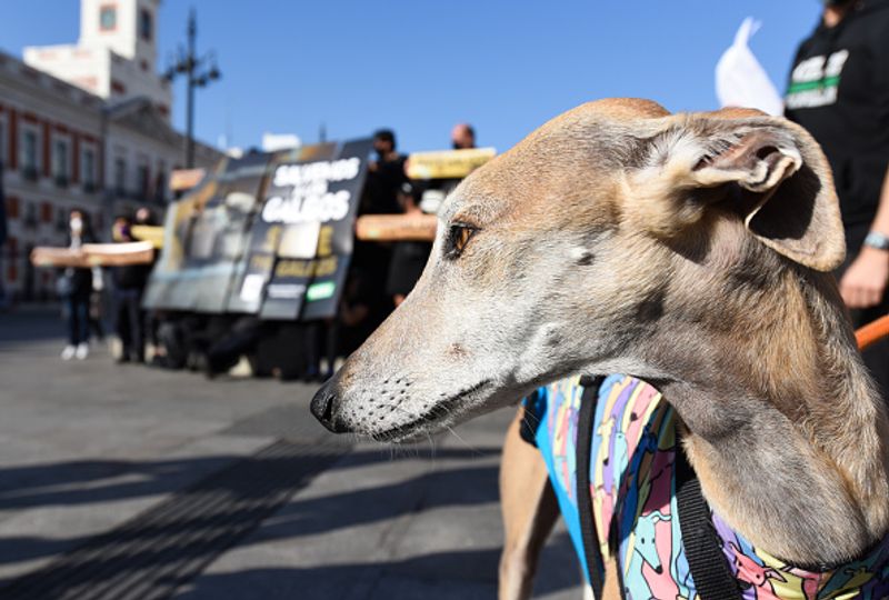 if put pets on vegetarian diet owners face jail and 20000 pound